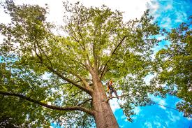 Best Lawn Watering Services  in Keuka Park, NY