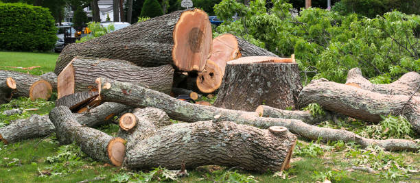 Reliable Keuka Park, NY Tree Care Solutions