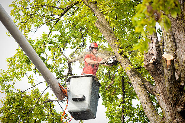 Best Tree Health Inspection  in Keuka Park, NY
