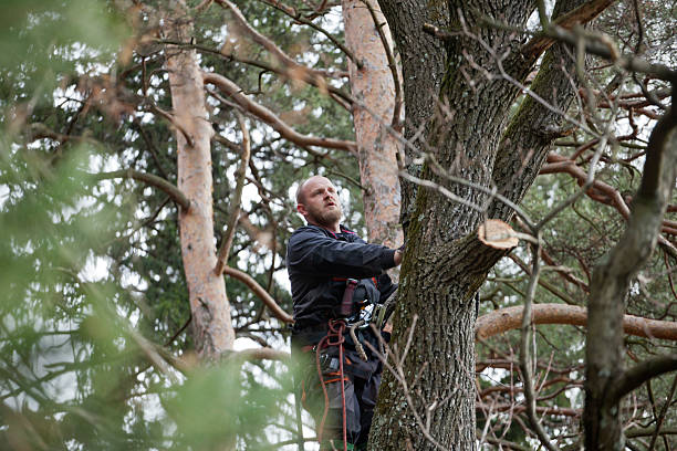 Best Emergency Tree Removal  in Keuka Park, NY