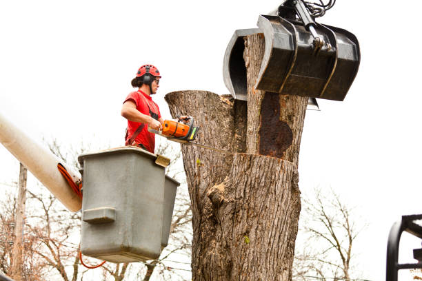 How Our Tree Care Process Works  in  Keuka Park, NY